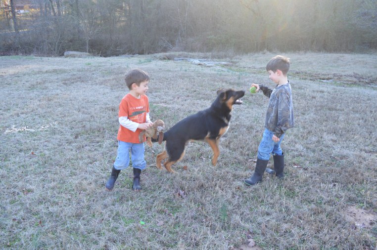 german shepherd dog boys