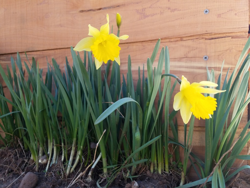 daffodils spring garden growth