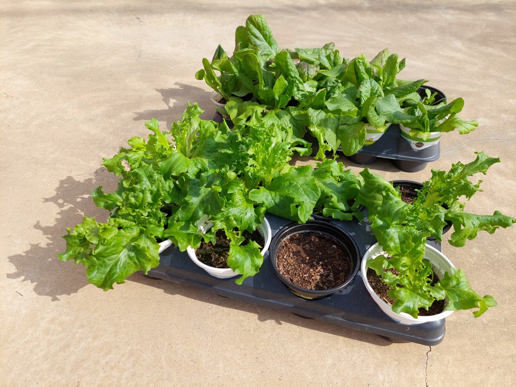 garden home lettuce homemaker